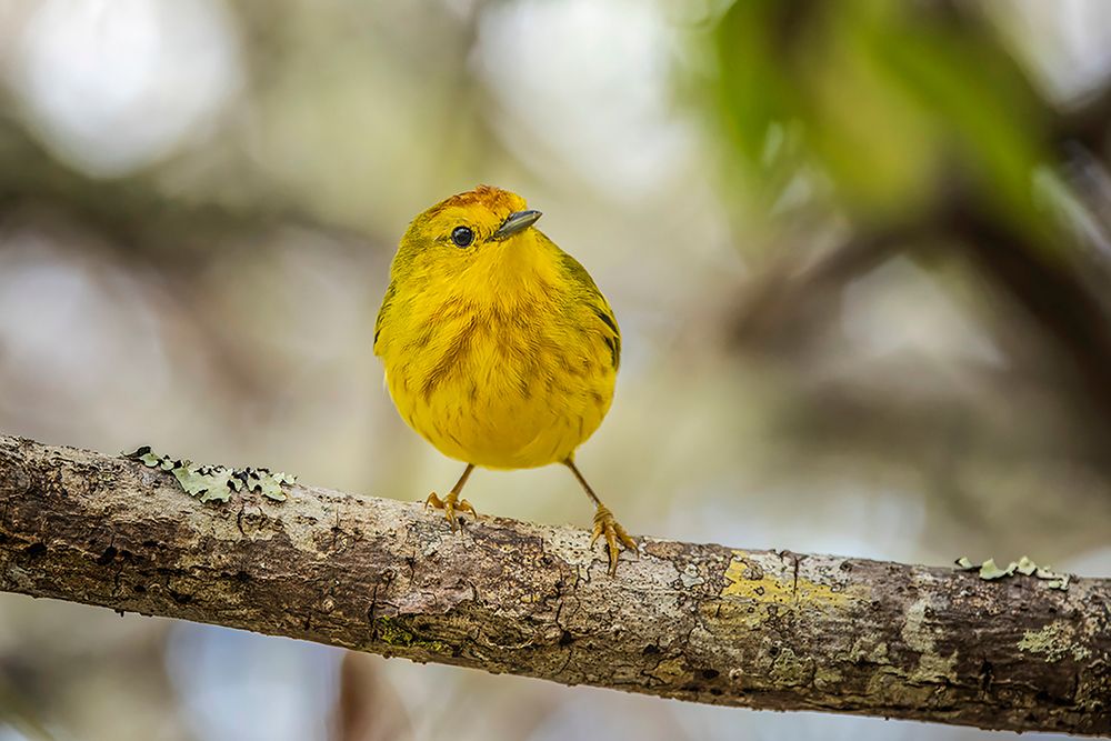 Yellow warbler San Cristobal Island-Galapagos Islands-Ecuador